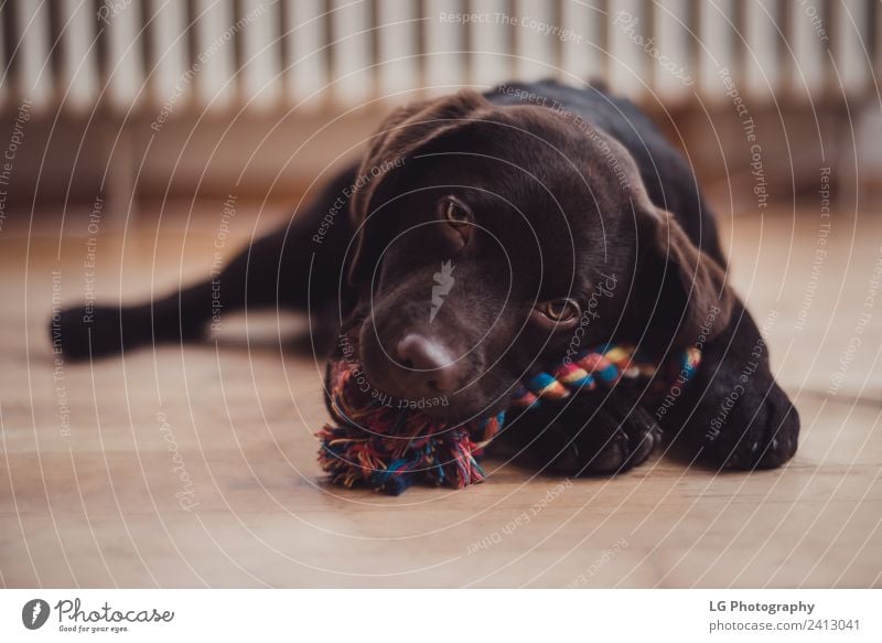 Junger süßer Welpe Labrador Reichtum elegant Glück schön Dekoration & Verzierung Feste & Feiern Labor Tier Pelzmantel Haustier Hund lustig neu niedlich braun