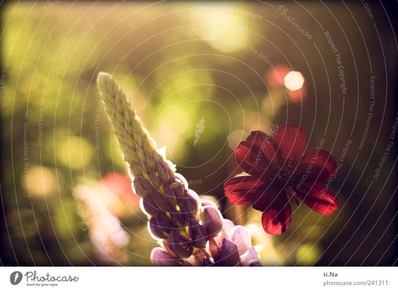 Lupine mit Schokolade Frühling Sommer Schönes Wetter Blume Schokoladenblume Garten Blühend Duft Wachstum schön grün violett rot Farbfoto Außenaufnahme