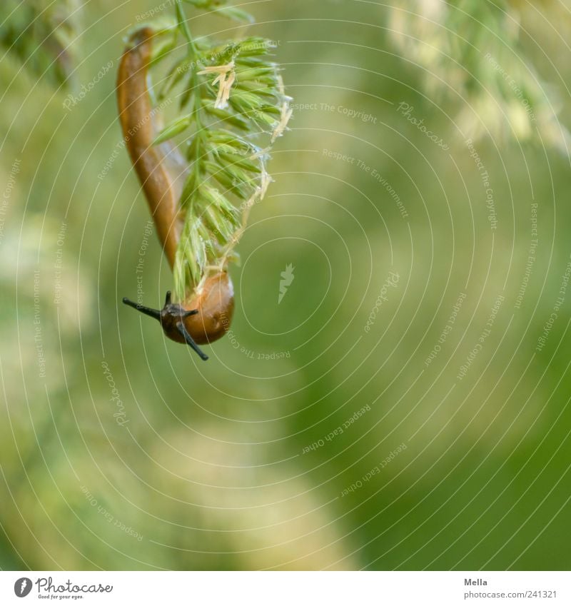 Haps Umwelt Natur Pflanze Tier Gras Grünpflanze Wiese Schnecke Nacktschnecken 1 Fressen hängen Ekel natürlich schleimig grün Farbfoto Außenaufnahme Menschenleer