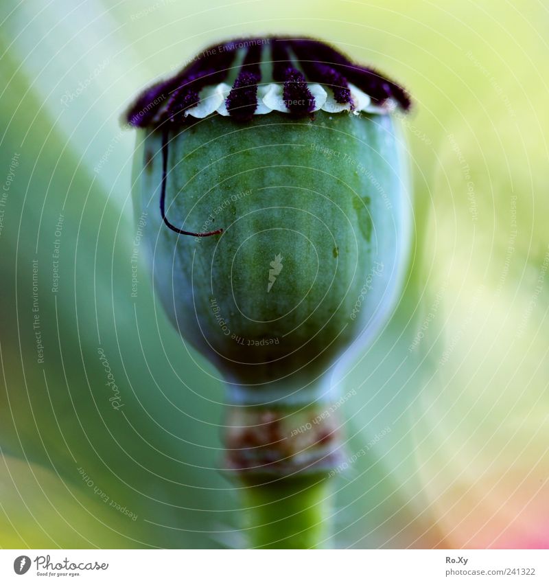 Der Mohn Natur Pflanze Sommer Wachstum blau gelb grün Mohnkapsel Schlafmohn Klatschmohn Gartenpflanzen Stengel krautig Farbfoto Außenaufnahme Tag Unschärfe