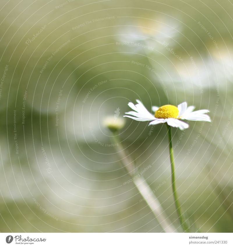 \blume im wind/ Natur Sommer Pflanze Gras Blüte Wiese Blühend leuchten Duft dünn groß hell stark gelb grün Zufriedenheit Bewegung elegant Frieden Idylle Klima