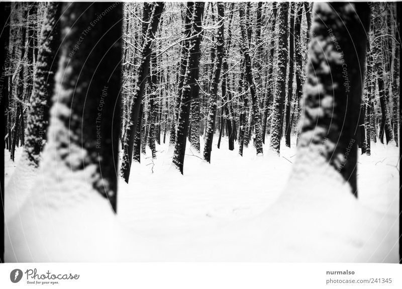 Winterkontrast Natur Landschaft Eis Frost Schnee Wald beobachten glänzend dunkel gruselig kalt Stimmung Einsamkeit einzigartig geheimnisvoll Klima Kraft