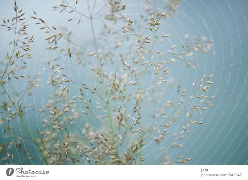 zartblau Natur Himmel Sommer Pflanze Gras Grünpflanze Wildpflanze elegant grün weiß Farbfoto Außenaufnahme Menschenleer Hintergrund neutral