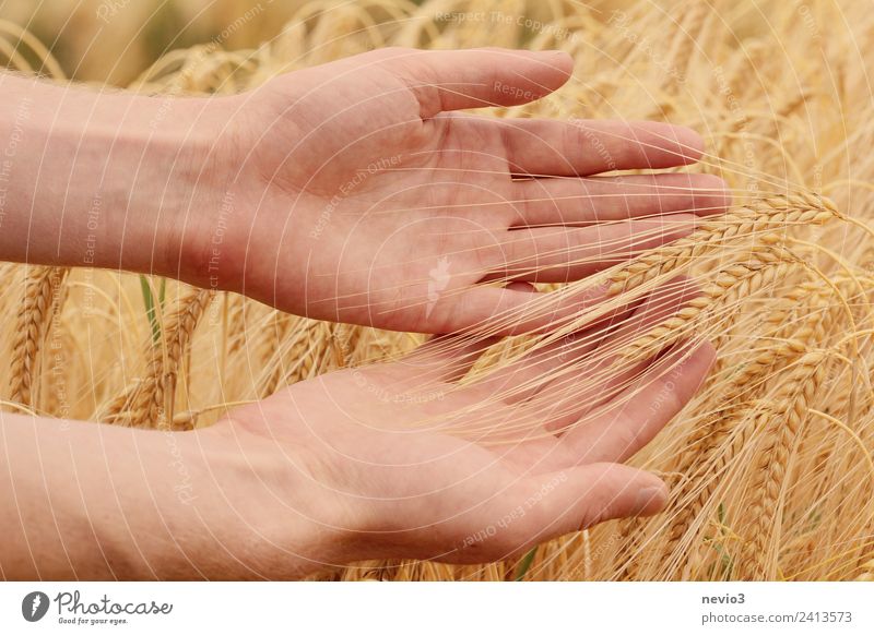 Hände streifen durch Gerstenfeld Umwelt Landschaft Gras Nutzpflanze Wiese Feld schön gelb gold Frühlingsgefühle Gerstenähre Getreideernte Getreidefeld Korn