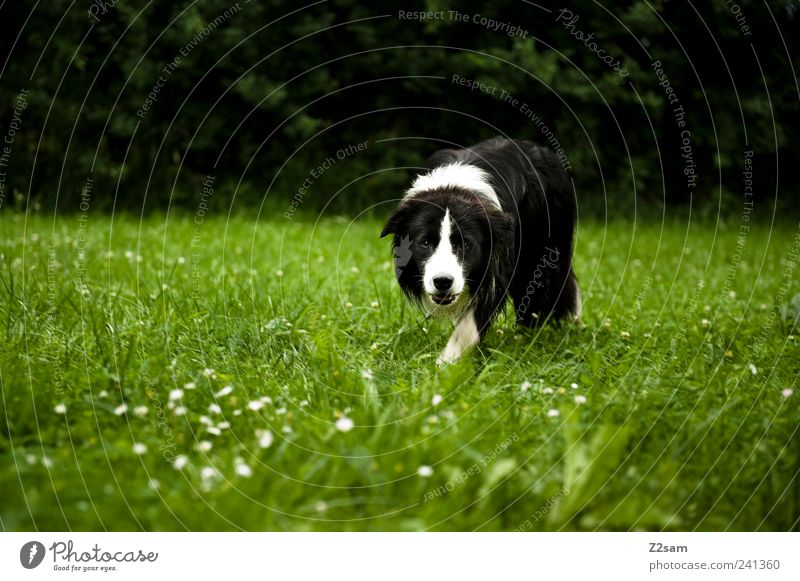 schmidtchen schleicher Lifestyle elegant Jagd Umwelt Natur Landschaft Gras Wiese Tier Haustier Hund 1 beobachten gehen Blick dunkel einfach natürlich grün Mut