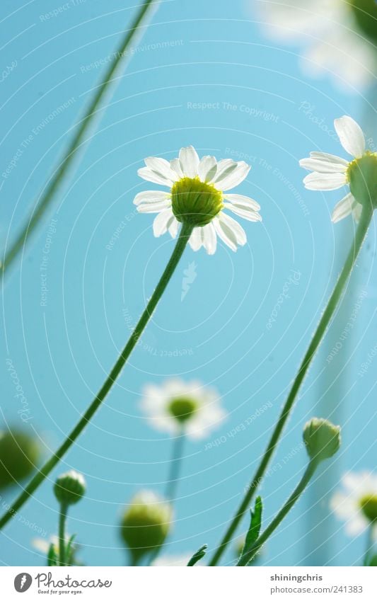 den himmel anmalen Natur Pflanze Luft Himmel Wolkenloser Himmel Sommer Schönes Wetter Blume Blüte Gänseblümchen beobachten entdecken frei Lebensfreude Hoffnung