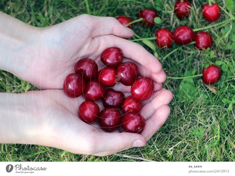 Kirschenernte Lebensmittel Frucht Ernährung Essen Picknick Vegetarische Ernährung Saft Gesundheit Gesunde Ernährung Wellness Arme Hand 1 Mensch Umwelt Natur