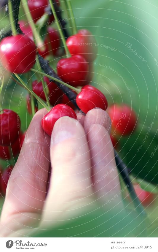 Kirschen pflücken Frucht Marmelade Saft Kirschsaft Hand Finger Umwelt Natur Pflanze Sommer Baum Blatt Kirschbaum festhalten hängen authentisch frisch nah saftig