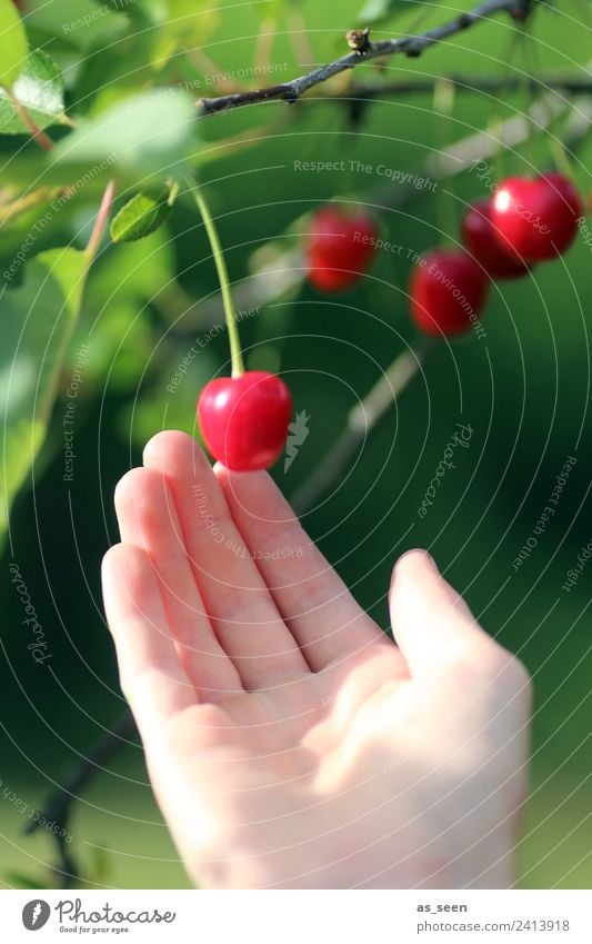 Kirschen ernten Lebensmittel Frucht Marmelade Ernährung Essen Saft Erntedankfest Hand Finger Umwelt Natur Pflanze Sommer Baum Blatt Kirschbaum Garten berühren