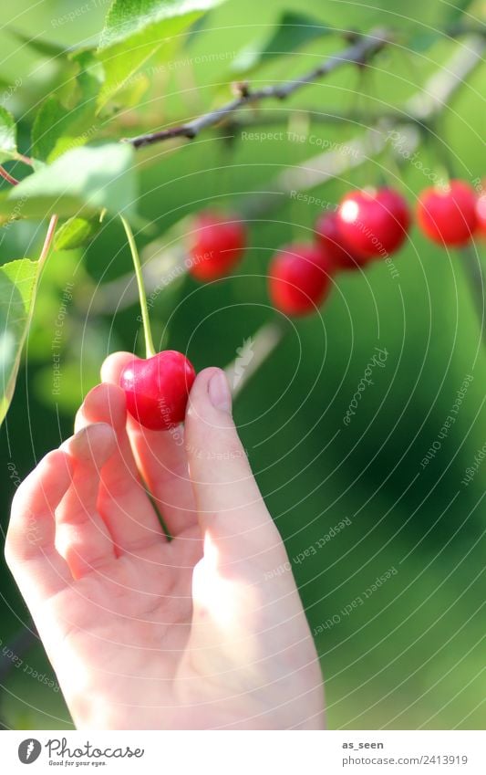 Kirschen pflücken Lebensmittel Frucht Marmelade Ernährung Essen trinken Kirschsaft Garten Erntedankfest Hand Finger Umwelt Natur Sommer Pflanze Baum Blatt