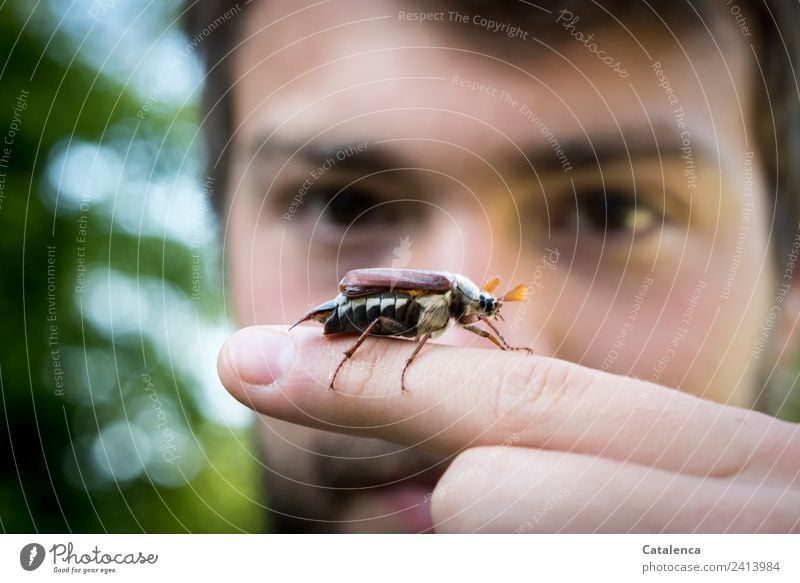 Maikäferzeit, junger Mann mit Maikäfer auf dem Zeigefinger maskulin Junger Mann Jugendliche 1 Mensch Natur Frühling Baum Sträucher Garten Käfer Tier beobachten