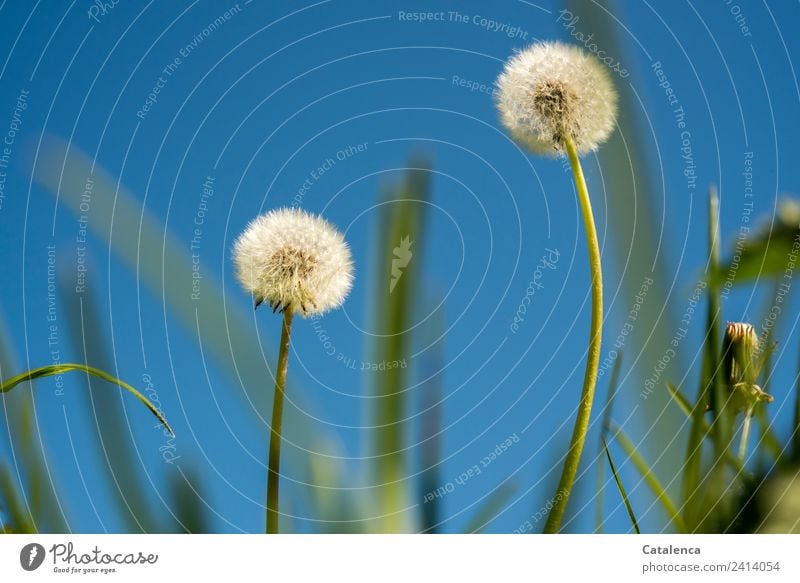 Pusteblumen Himmel Frühling Schönes Wetter Pflanze Blume Gras Blatt Blüte Grünpflanze Löwenzahn Wiese Bewegung Blühend schön blau grün weiß Stimmung Freude