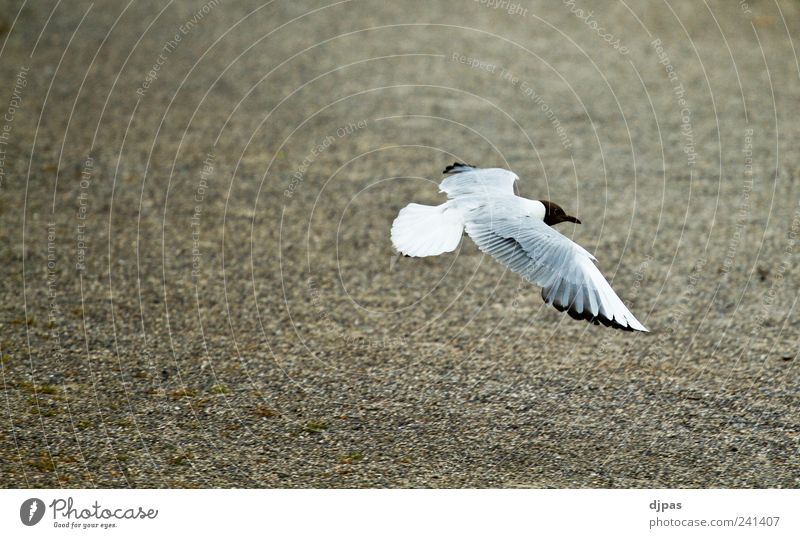 Die Möwe Jonathan Erde Tier Vogel Flügel 1 fliegen elegant ruhig Gedeckte Farben Außenaufnahme Tag Zentralperspektive Tierporträt