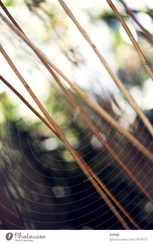 \\\ Natur Pflanze Garten natürlich braun Ast Unschärfe Abtrennung Grenze Farbfoto Außenaufnahme Schwache Tiefenschärfe