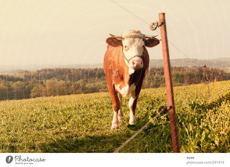 Altes Leder Gesunde Ernährung Landwirtschaft Forstwirtschaft Mittelstand Umwelt Natur Tier Himmel Horizont Wiese Feld Wald Nutztier Tiergesicht 1 alt