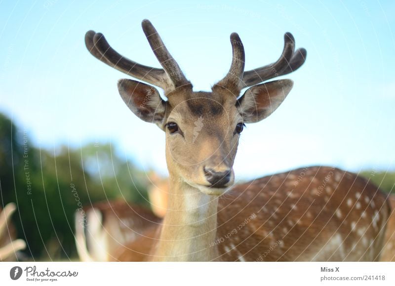 schau mir in die Augen Natur Tier Himmel Wildtier 1 Blick Neugier Hirsche Paarhufer Horn Farbfoto Außenaufnahme Menschenleer Schwache Tiefenschärfe Tierporträt