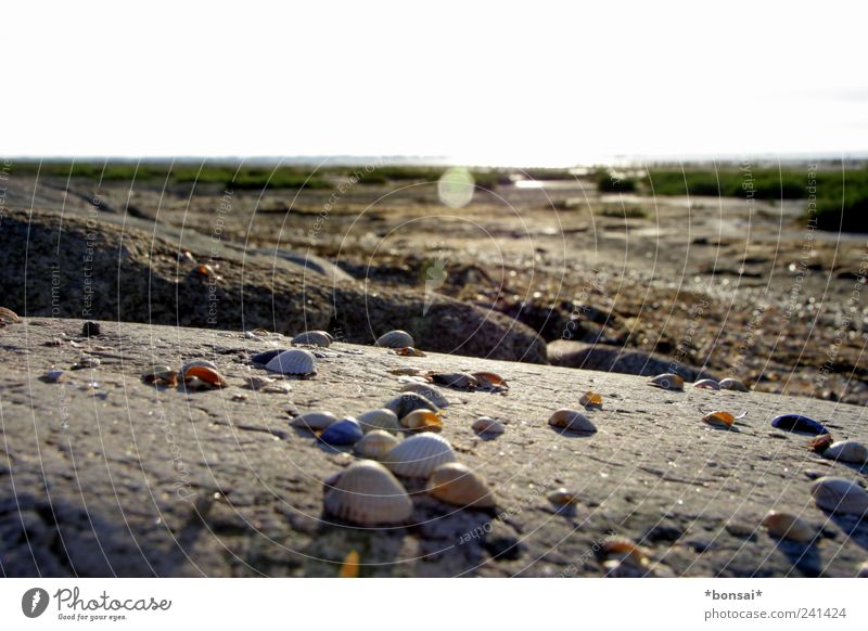 muscheln kurz vor rømø Ferien & Urlaub & Reisen Ferne Strand Natur Erde Sand Sommer Schönes Wetter Gras Sträucher Küste Muschel Stein Felsen frei hell nah