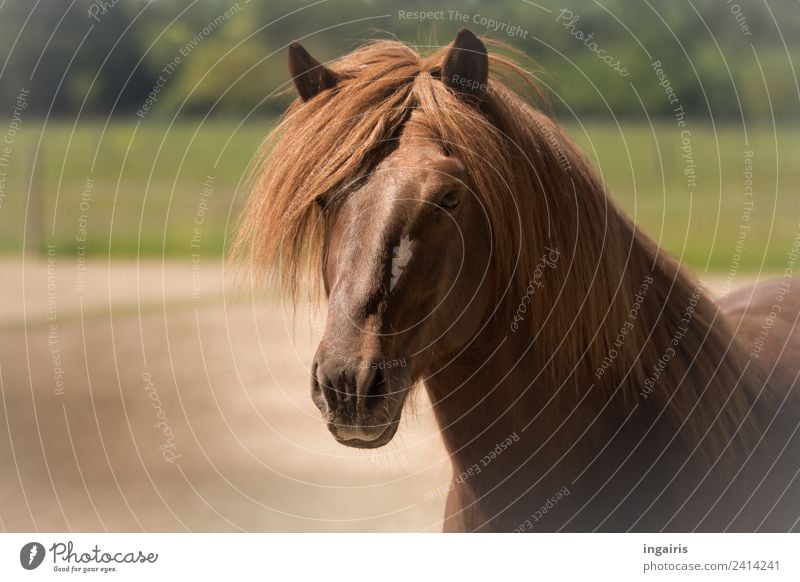 Hengstportrait Natur Landschaft Feld Tier Nutztier Pferd Island Ponys 1 Blick Freundlichkeit natürlich braun grün Lebensfreude Tierliebe Zufriedenheit Farbfoto