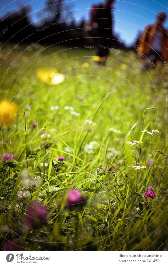 haaaaaaaaaaaaatschiii! Ferien & Urlaub & Reisen Ausflug Sommer Sommerurlaub Umwelt Natur Pflanze Tier Schönes Wetter Gras Sträucher Wiese Alm Bergwiese