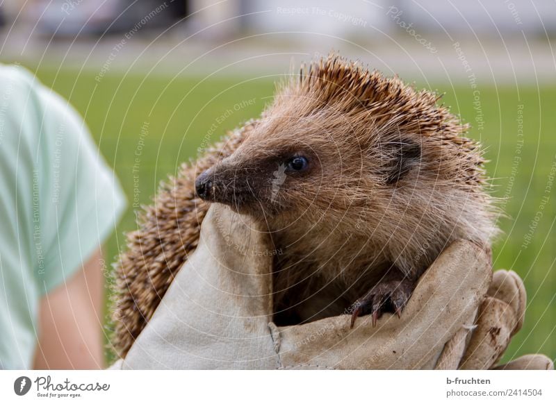 Igel Hand Wildtier 1 Tier Tierjunges beobachten berühren festhalten Tierliebe Handschuhe Garten Schutz Stachel Spitze stechen Gesicht Auge Pfote Farbfoto