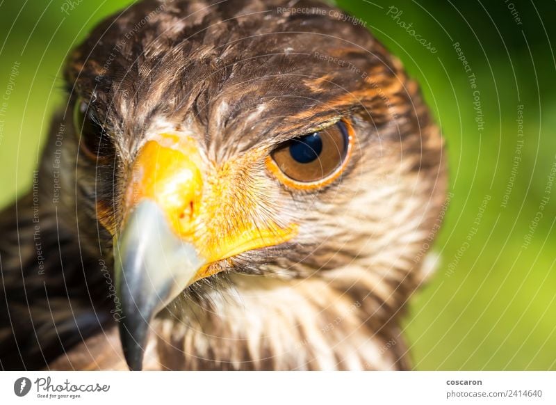 Porträt von Harris Falke. Jagd Hand Natur Tier Himmel Baum Wald sitzen wild braun gelb rot weiß Hintergrund Schnabel Ast Bussard Adler Falken Falknerei Feder