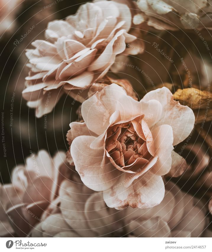 rosa Rosen mit Vintage-Effekt und ein wenig tot. Topf schön Sommer Garten Natur Pflanze Blume Blüte Wildpflanze alt natürlich gelb grün Farbe Roséwein Vinatge