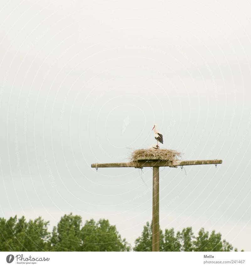 Familienplanung Umwelt Natur Tier Vogel Storch 1 2 Tierfamilie stehen natürlich Nest Horst Strommast Fahnenmast Telefonmast nisten Brutpflege hoch Farbfoto