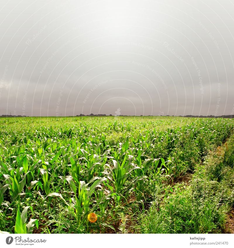 popcorn Arbeit & Erwerbstätigkeit Beruf Arbeitsplatz Wirtschaft Landwirtschaft Forstwirtschaft Umwelt Natur Horizont Sonnenlicht Sommer Wetter Unwetter Feld