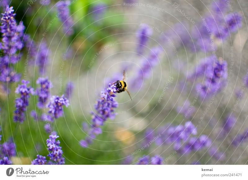 Gelb-schwarz auf Lila Umwelt Natur Pflanze Tier Sommer Schönes Wetter Blume Blüte Grünpflanze Wildpflanze Wiese Wildtier Biene Insekt Hummel 1 Fressen sitzen