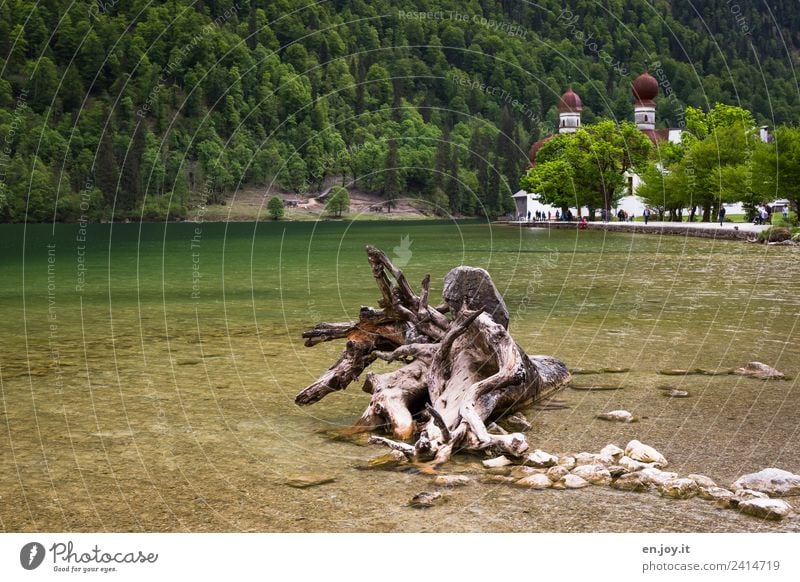 Entwurzelt Ferien & Urlaub & Reisen Tourismus Ausflug Sommerurlaub Berge u. Gebirge Natur Landschaft Wurzel Wald Alpen Seeufer Königssee St. Bartholomä