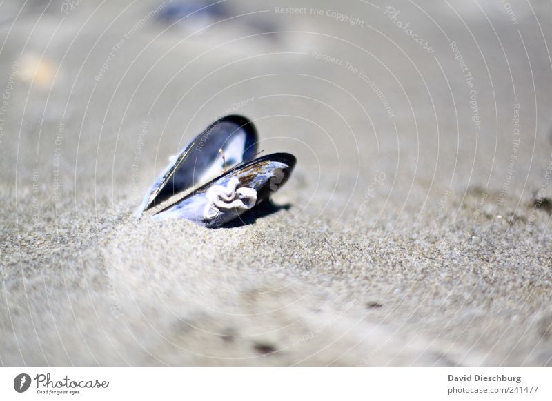 24h geöffnet Ferien & Urlaub & Reisen Natur Landschaft Sand Strand grau Muschel Miesmuschel offen essbar Stillleben ruhig Farbfoto Außenaufnahme Nahaufnahme