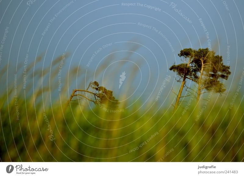 Weststrand Umwelt Natur Landschaft Pflanze Himmel Wolkenloser Himmel Sommer Schönes Wetter Baum Gras Küste Ostsee Darß Wachstum natürlich schön wild grün