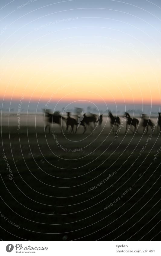 Mädchentraum Reitsport Natur Landschaft Erde Himmel Wolkenloser Himmel Nachthimmel Horizont Klima Wetter Schönes Wetter Nebel Wiese Feld Tier Haustier Nutztier