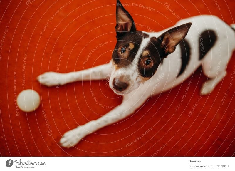 Süßer Hund schaut auf die Kamera Wohnzimmer Tier Haustier 1 Lächeln Liebe liegen sitzen lustig braun rot weiß Ausdruck Weinkeller Ohr nach oben heimwärts