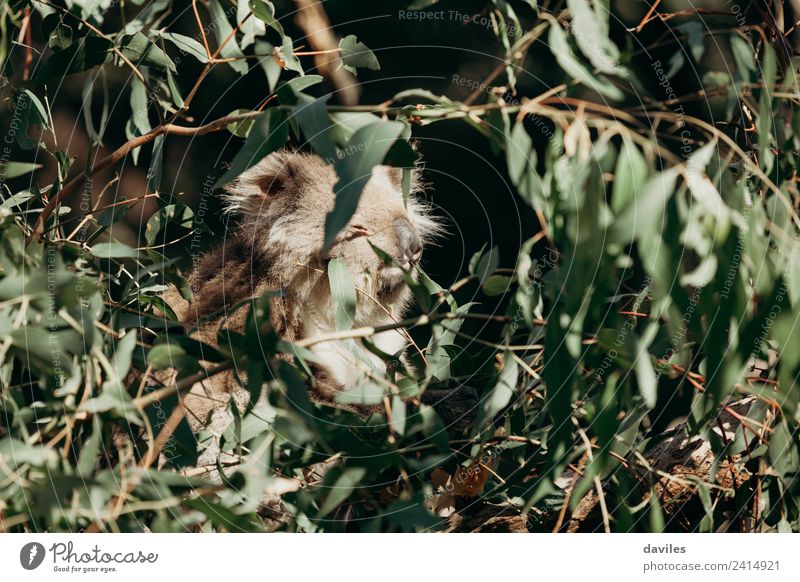 Koala schläft in einem Baum. Essen Natur Tier Blatt Wald Küste Wildtier niedlich wild grau grün Australien Eukaliptus Western Bär Eukalyptus Tierwelt Säugetier