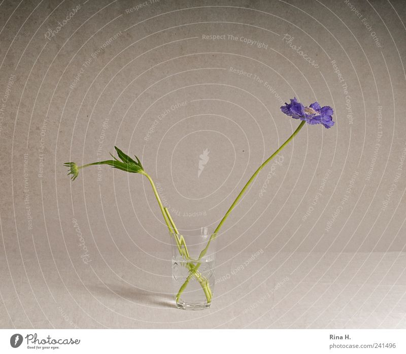 Scabiosen im Glas II Stil Blume Blüte Dekoration & Verzierung Blühend ästhetisch violett Blumenstrauß Knospe Vase Stillleben Farbfoto Innenaufnahme Menschenleer