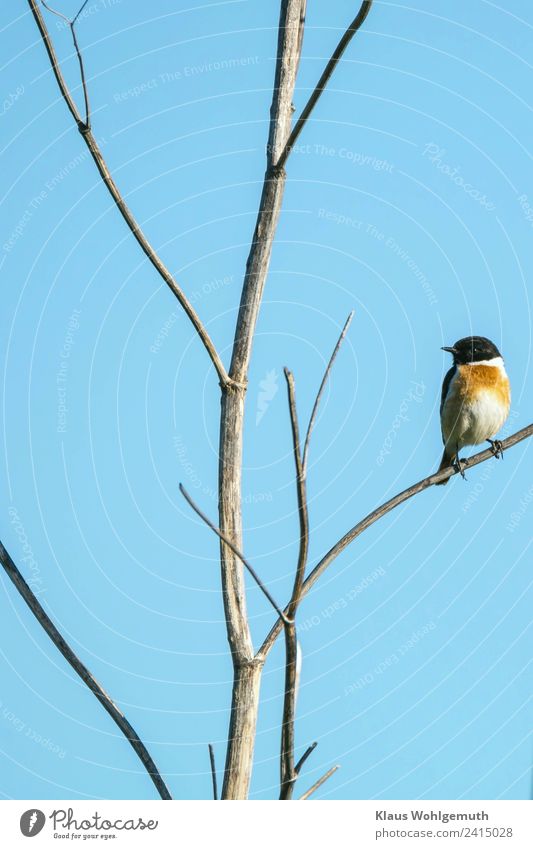 Schwarzkehlchen Umwelt Natur Himmel Frühling Sommer Pflanze Feld Tier Wildtier Vogel Tiergesicht Flügel Krallen 1 beobachten fliegen sitzen warten blau grau