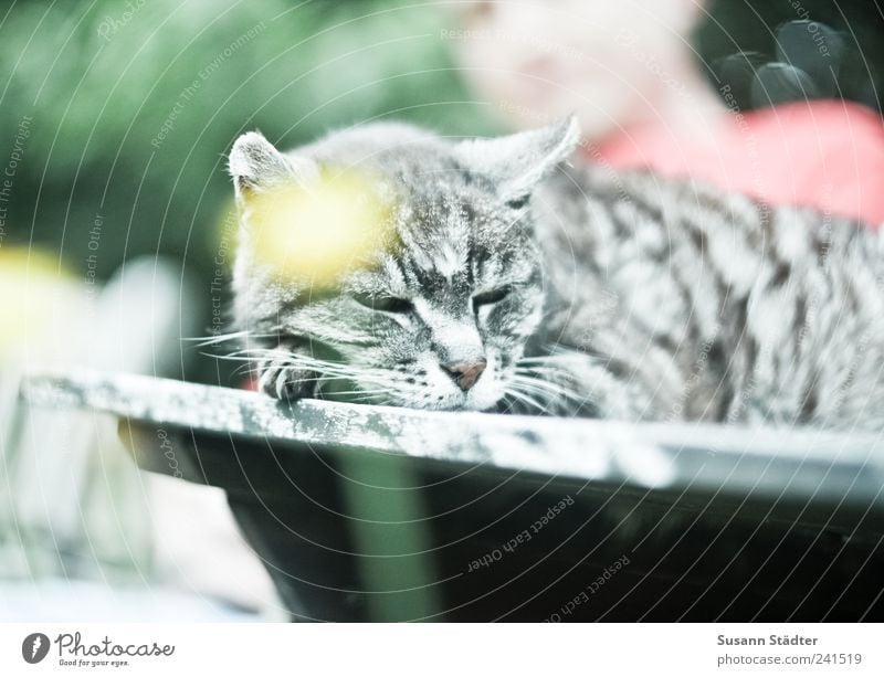 Lieblingsplatz Freizeit & Hobby maskulin Schönes Wetter Katze schlafen altes tier Hauskatze Löwenzahn Tisch Halbschlaf labil Sonnenbad Garten Holztisch Haustier