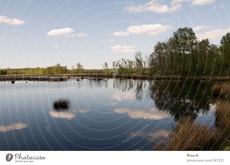 Himmlische Spiegelungen Natur Landschaft Wasser Himmel Horizont Sonnenlicht Frühling Schönes Wetter Baum Gras Sträucher Moor Sumpf Teich See leuchten natürlich