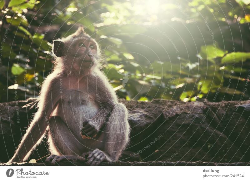 Bali IV Pflanze Baum Sträucher Grünpflanze Wildtier Affen Makake 1 Tier natürlich niedlich braun grau grün Ubud Affenwald Urwald Mauer Farbfoto Außenaufnahme