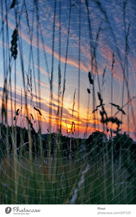 sleeping flowers Natur Landschaft Wolken Sonnenaufgang Sonnenuntergang Sommer Schönes Wetter Gras Sträucher Glück Frühlingsgefühle Leben Farbfoto Außenaufnahme