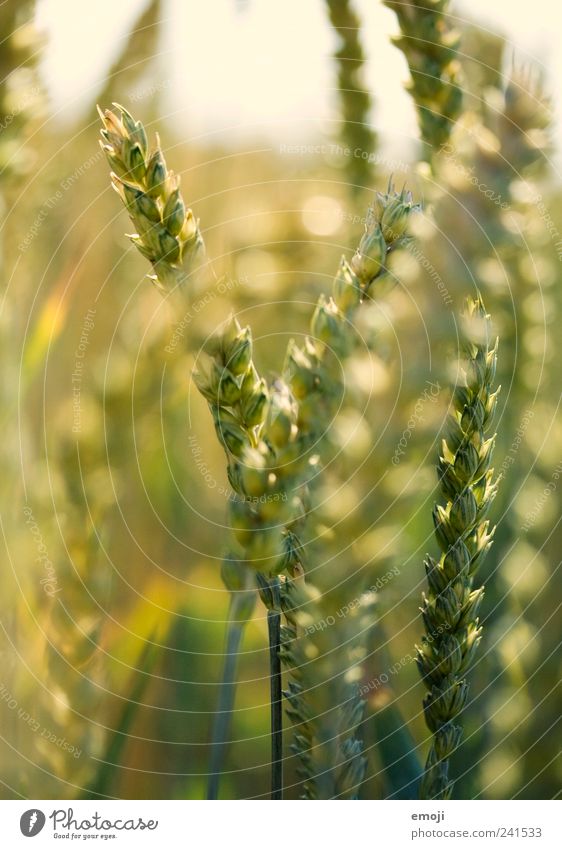 noch grün Natur Sommer Pflanze Feld Weizen Weizenfeld Getreide Getreidefeld unreif natürlich Landwirtschaft Farbfoto Außenaufnahme Tag Licht Sonnenlicht