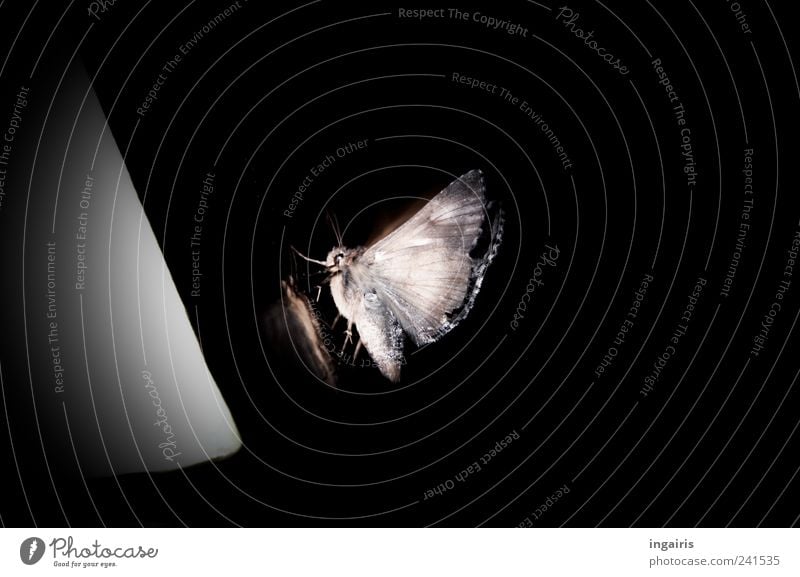 Nachtfalter exotisch Lampe Energiewirtschaft Erneuerbare Energie Sonnenenergie Umwelt Tier Wildtier Schmetterling Tiergesicht Flügel 1 Zeichen hocken sitzen