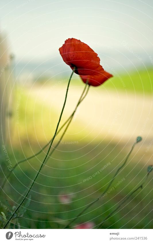 601 Natur Pflanze Frühling Sommer Blume natürlich rot Mohn Mohnblüte filigran Stengel Farbfoto Außenaufnahme Nahaufnahme Menschenleer Textfreiraum oben Tag