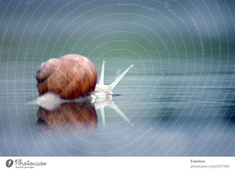 Für sylvi.bechle zum 200sten Jubiläum! Umwelt Natur Tier Urelemente Wasser Schnecke 1 hell nah nass natürlich Weinbergschnecken Weinbergschneckenhaus krabbeln