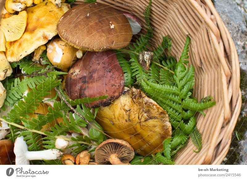 Pilze im Korb Lebensmittel Ernährung Slowfood Natur Pflanze Erde Herbst Farn Nutzpflanze Wildpflanze Wald nachhaltig natürlich wild braun gelb grün Schwammerl