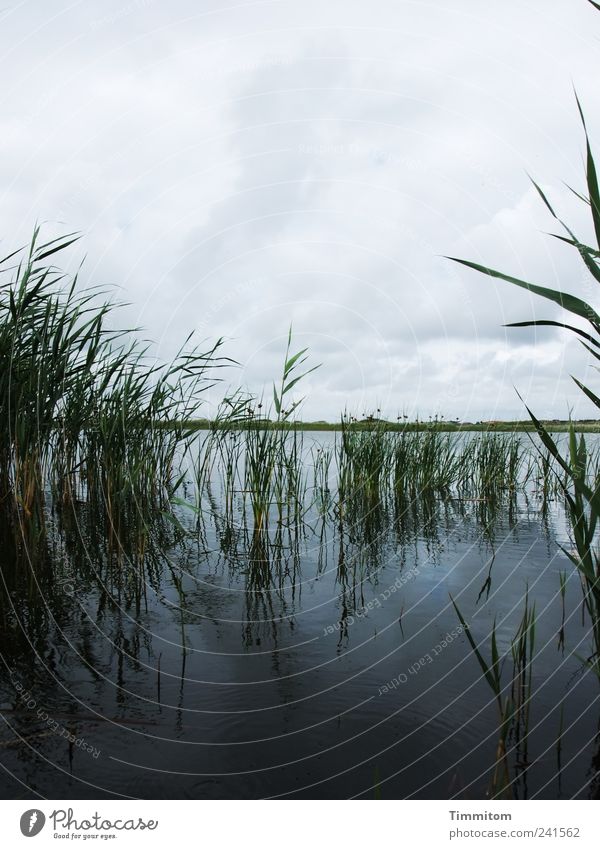 Alles gut! Ferien & Urlaub & Reisen Umwelt Natur Landschaft Pflanze Wasser Himmel Wolken Seeufer Fjord ästhetisch bedrohlich dunkel einfach groß blau grau