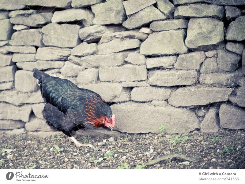 ein glückliches Huhn !!! Tier Nutztier Vogel Flügel Krallen Haushuhn 1 füttern laufen authentisch Glück niedlich schwarz Suche Bauernhof ländlich Federvieh