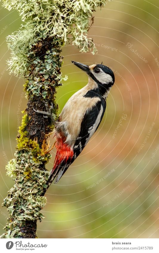 Buntspecht Wissenschaften Biologie Biologe Ornithologie feminin Umwelt Natur Tier Erde Baum Wald Wildtier Vogel Specht 1 Holz füttern natürlich Tierliebe