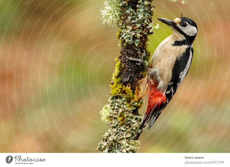 Buntspecht Wissenschaften Biologie Biologe Ornithologie feminin Umwelt Natur Tier Erde Baum Wald Wildtier Vogel Specht 1 füttern natürlich braun grün Tierliebe